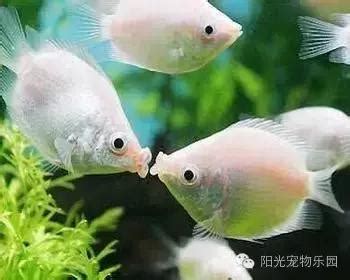 那種魚最好養|小型魚缸適合養的十種魚